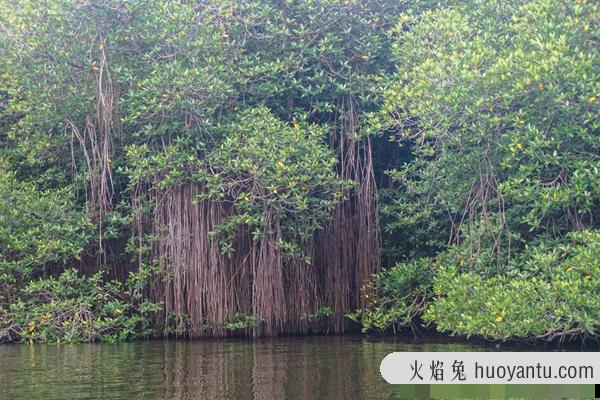 十大神奇植物：第四随风哈哈笑，第一堪称最大的花(1.4米)