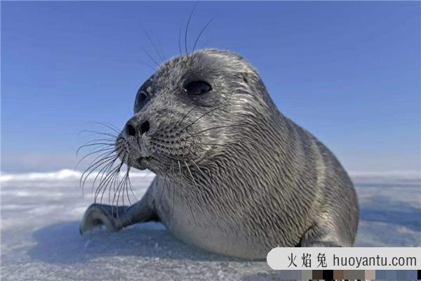 世界上最小的海豹 贝加尔海豹（身长1米生活在淡水中）