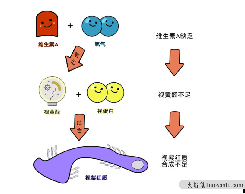 总是夜里看不清？小心得了夜盲症