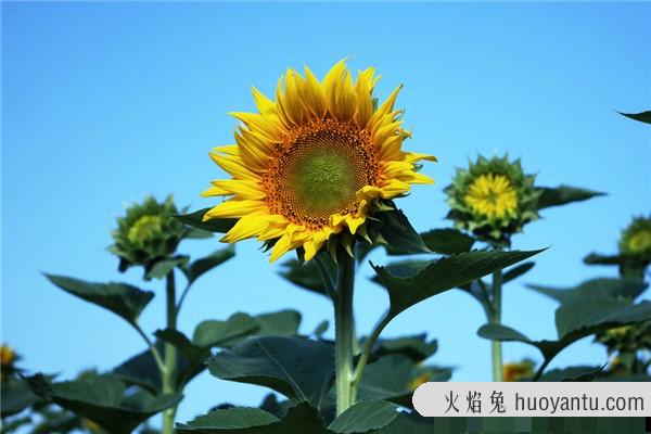 太阳花的花语是什么：如太阳一样的花朵（还寓意暗恋）