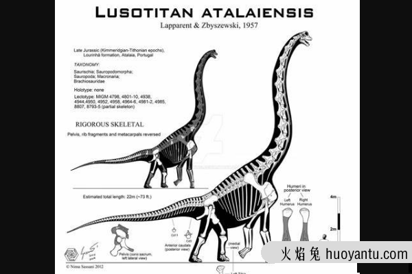 葡萄牙巨龙:欧洲植食恐龙(体长22米/仅一块躯干化石)