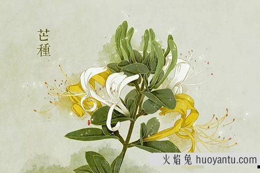 2020芒种是几月几日?芒种节气要注意什么如何养生?