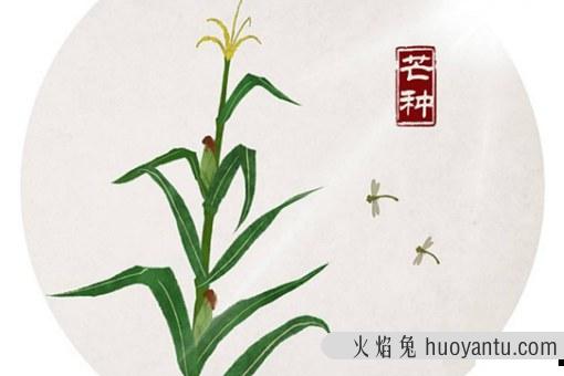 2020芒种是几月几日?芒种节气要注意什么如何养生?