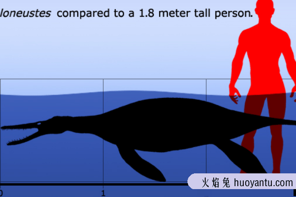 泥泳龙:小型上龙科生物(长3米/脖子短粗/速游能手)