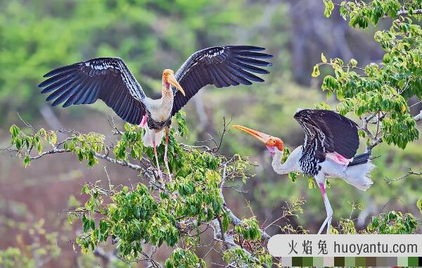 白头鹮鹳：世界上姿态最优美的鸟（国家二级保护动物）