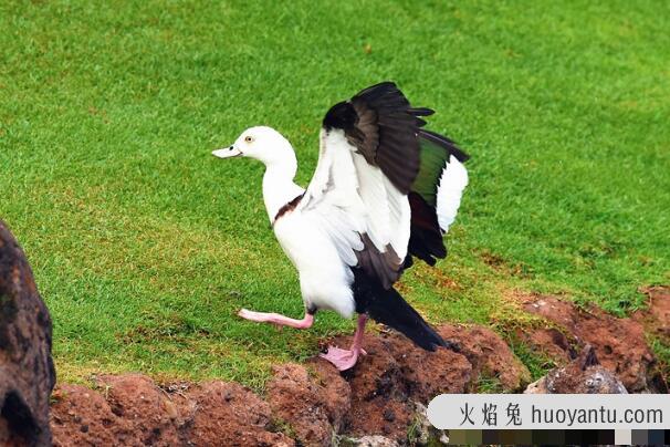 白腹麻鸭：一雌一雄的固定配对，长约60厘米(有黑眼圈)