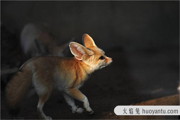 耳廓狐：体型最小的犬科动物（耳朵有着特殊的功能）