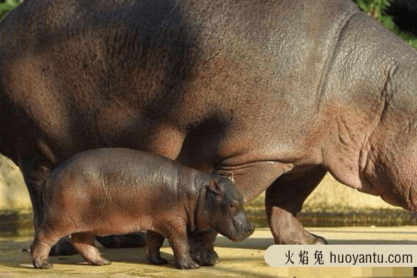 河马的天敌是什么?河马能一口咬穿鳄鱼(连狮子也不怕)