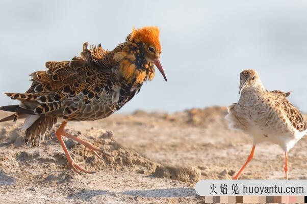 流苏鹬：长达29厘米，特征明显(装饰时尚的流苏)