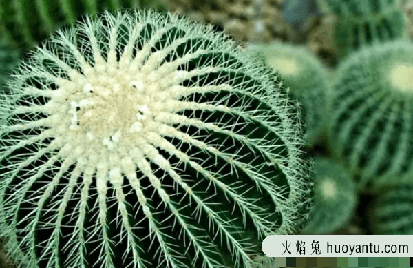 沙漠中最顽强的十大植物,圆桶掌能在地下存活达6年