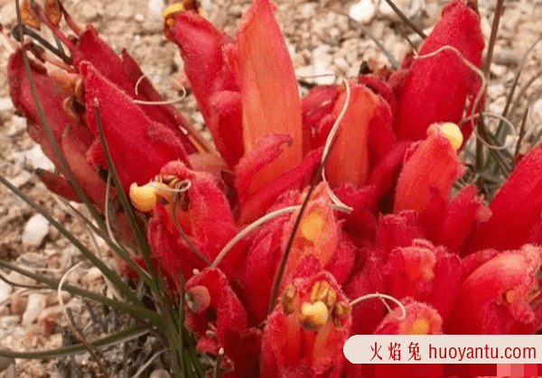 沙漠中最顽强的十大植物,圆桶掌能在地下存活达6年