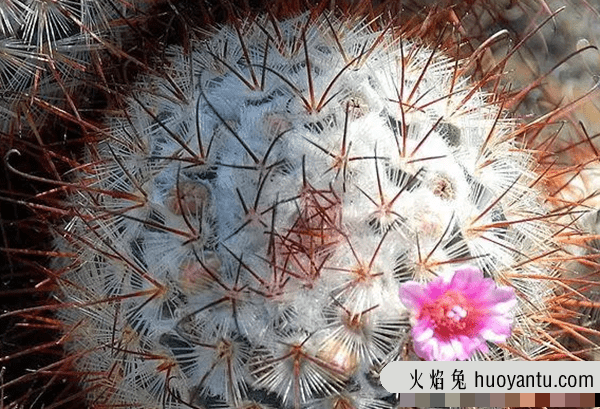 沙漠中最顽强的十大植物,圆桶掌能在地下存活达6年