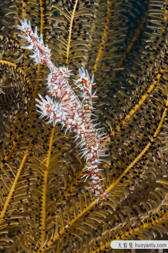 深海1万米巨型生物之谜,大多都吃垃圾(附20张深海奇特生物)