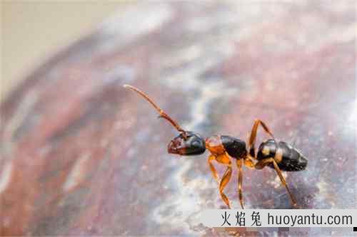 蚂蚁界非常奇葩造型的生物