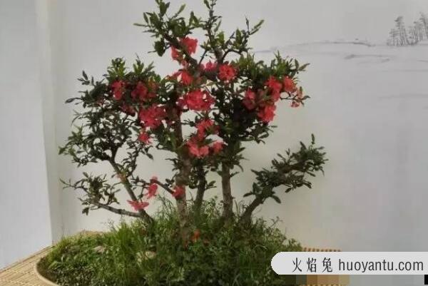 海棠花的花语是什么：在爱情中象征苦恋(爱而不得)