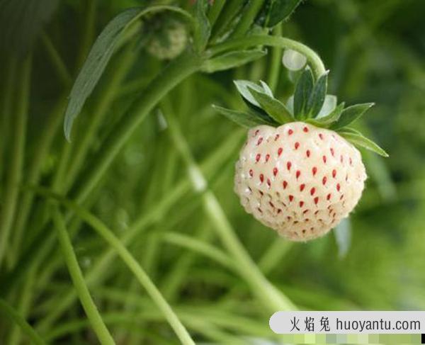 菠萝莓和白草莓有什么关系?菠萝莓售价多少钱一斤