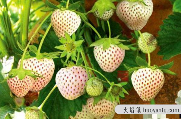 菠萝莓和白草莓有什么关系?菠萝莓售价多少钱一斤