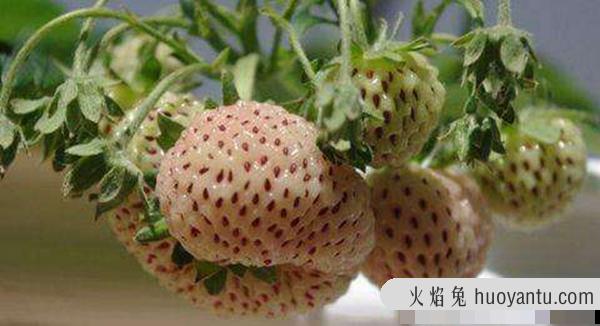 菠萝莓和白草莓有什么关系?菠萝莓售价多少钱一斤