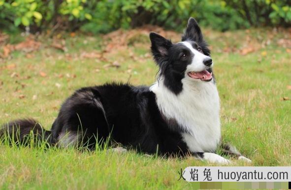 比利时马里努阿犬中的幽灵犬，忠诚憨厚还是人类的好朋友