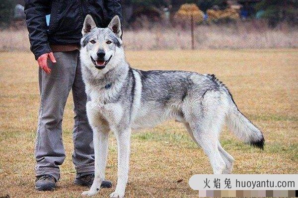 比利时马里努阿犬中的幽灵犬，忠诚憨厚还是人类的好朋友