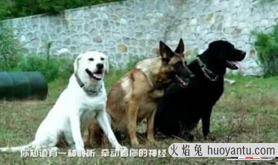 比利时马里努阿犬中的幽灵犬，忠诚憨厚还是人类的好朋友