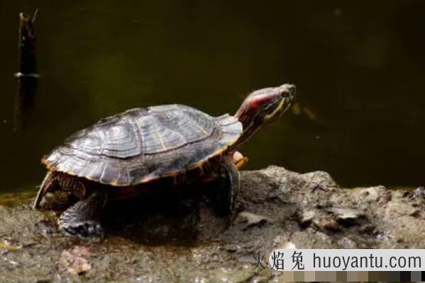 龟不吃东西怎么办：更换食物的种类(提高环境温度)