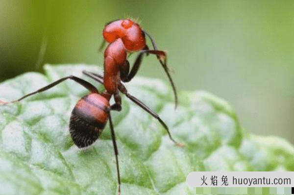 红蚂蚁咬了红肿痒怎么办?碱性水洗，毒性不大(切勿抓挠)