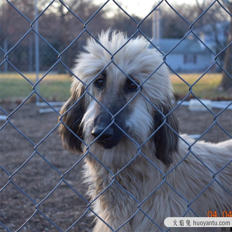 阿富汗猎犬为什么能称之为狗狗的颜值担当