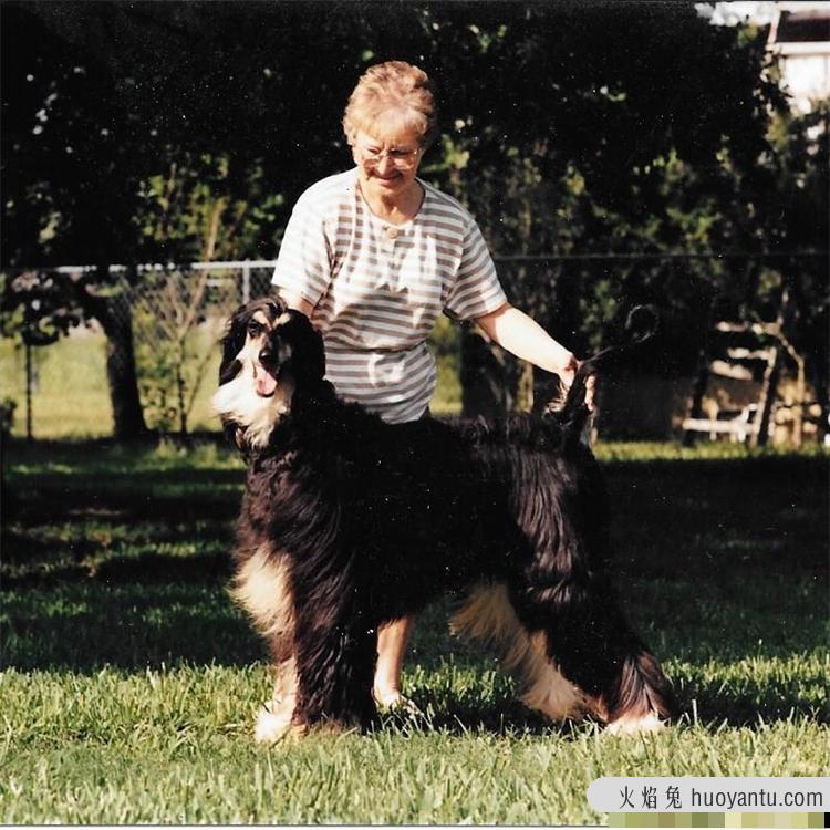 阿富汗猎犬为什么能称之为狗狗的颜值担当