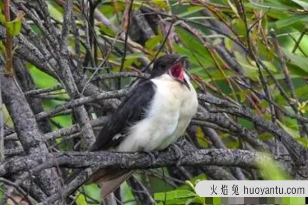 斑翅凤头鹃：羽色主黑白，飞行较慢(伴随清脆鸣叫声)