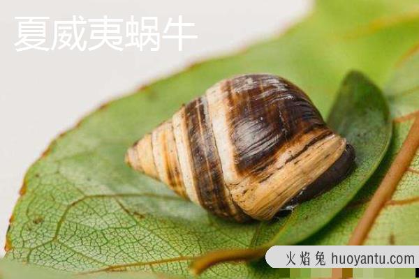 蜗牛是益虫还是害虫