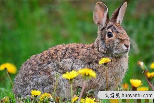 粗毛兔：体型和普通兔子大不相同,耳朵更短比较活跃