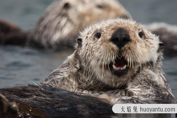 海獭:世界上最小的海洋哺乳类(喜欢缠着海带睡觉)