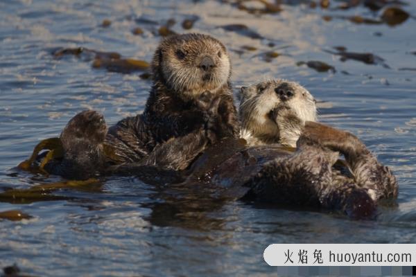 海獭:世界上最小的海洋哺乳类(喜欢缠着海带睡觉)