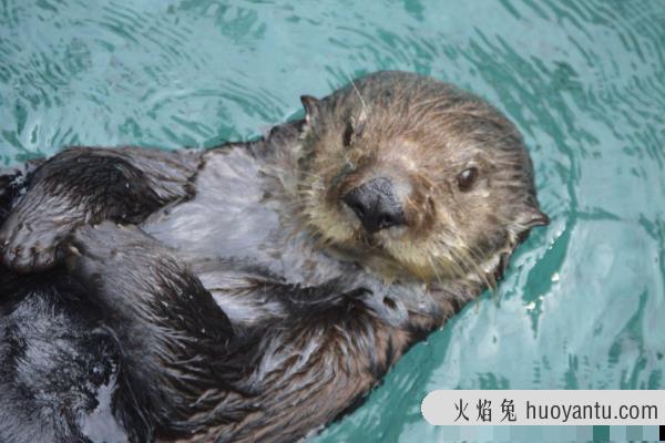 海獭:世界上最小的海洋哺乳类(喜欢缠着海带睡觉)