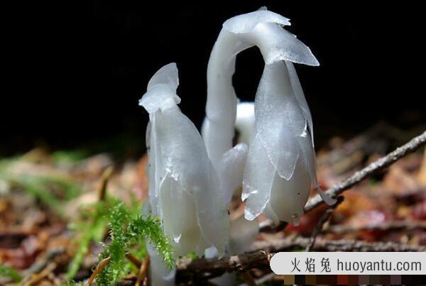 世界上最珍贵的花:白皮月界几十年一株，水晶兰奇特无比