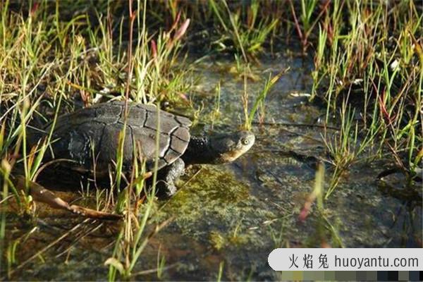 澳洲短颈龟：颜色会发生变化（分布在平原地区）