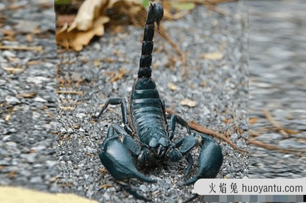 世界上十大最可怕的昆虫 第七吸血闻名,第三腿达300条