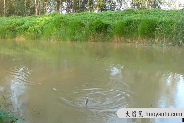 河水浑浊能钓鱼吗：能钓鱼(使用味浓色亮的钓饵)