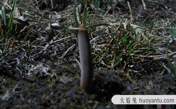 动物因人类而死亡?因人类而濒危的10大生物(真相揭秘)