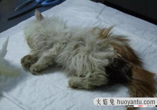 微波炉虐猫事件视频，嫌吵将猫放进微波炉15分钟活活烧死