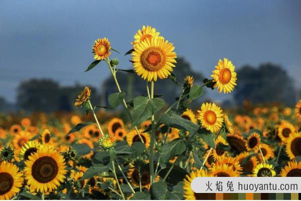 向日葵为什么向着太阳