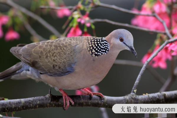 珠颈斑鸠吃什么食物