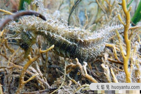 刺海马：面临灭绝的一种生物,属于海洋生物的一种