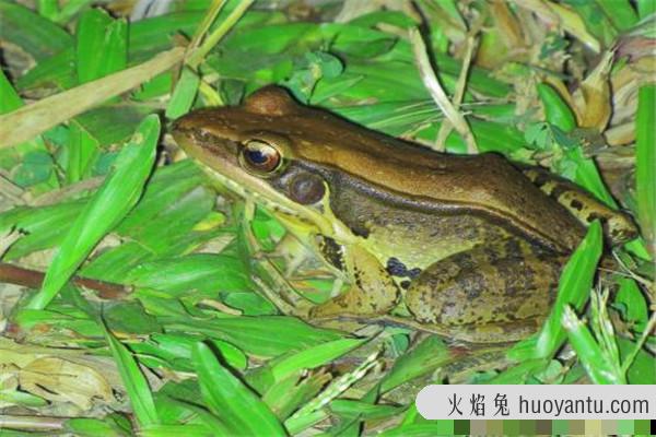 沼蛙介绍：喜欢生活在水域环境中（比较常见的动物）