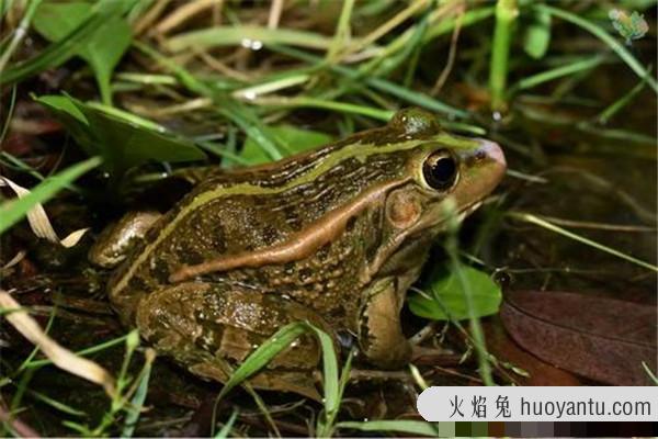 沼蛙介绍：喜欢生活在水域环境中（比较常见的动物）