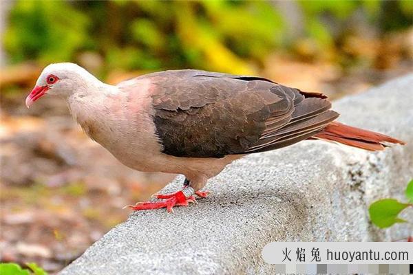 粉鸽：又名毛里求斯粉鸽（近年来数量回升）