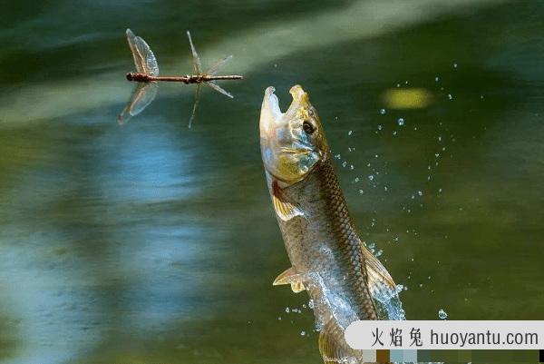 蜻蜓的天敌是什么?马口鱼跃出水面(一口咬住低飞蜻蜓)