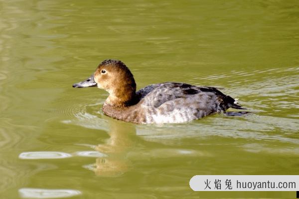 蜻蜓的天敌是什么?马口鱼跃出水面(一口咬住低飞蜻蜓)