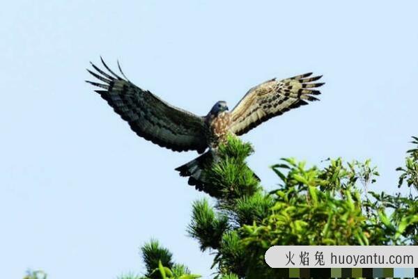 凤头蜂鹰：头戴凤冠，益鸟(主吃野蜂和林业害虫)